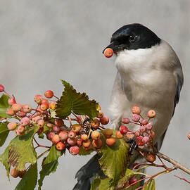 Azure-winged Magpie by Ryu Shin Woo