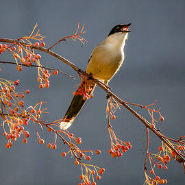 Azure-winged Magpie2 by Ryu Shin Woo