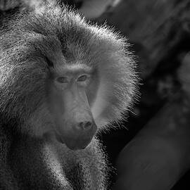 Baboon black and white by Diego Garcia