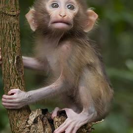 Baby Face Of Monkey by Abdul Gapur Dayak