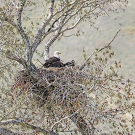 Bald Eagle and Eaglets in Nest by Jennie Marie Schell