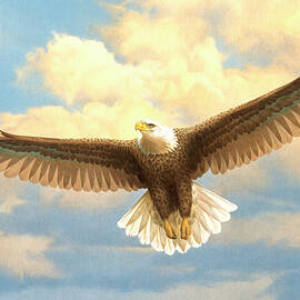 Bald Eagle by Joh Naito