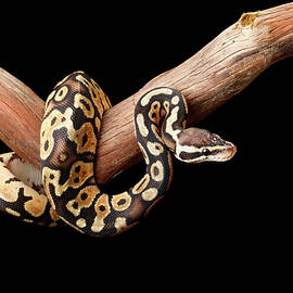 Ball Python On Branch by DAVID KENNY