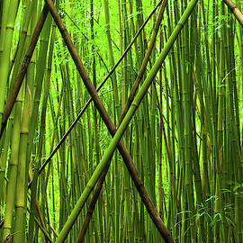 Bamboo X by Christopher Johnson
