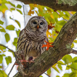 Barred Owl And Its Prey With Fall Color by Tu Qiang (john) Chen