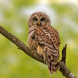 Barred Owl by Jian Xu