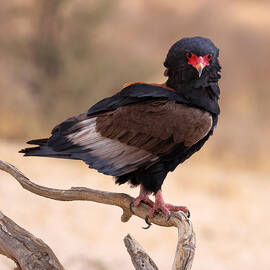 Bateleur by Robert Pearce