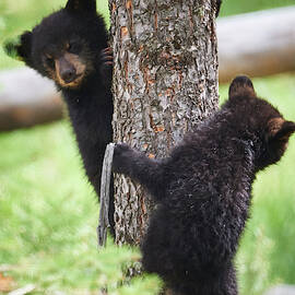 Bear Cubs In A Tree