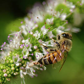 Bee on Blooming White Spike Flowers 2 by Linda Brody