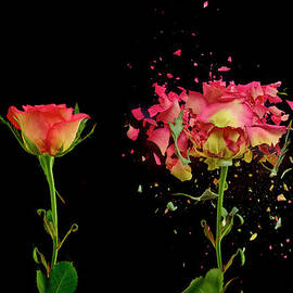 Before And After Exploding Flower by Don Farrall