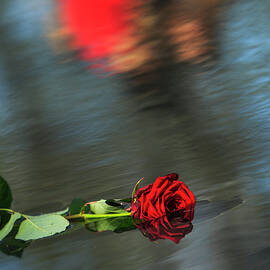 Berlin Marks International Roma Day by Carsten Koall