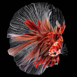 Betta Fish by Edy Pamungkas