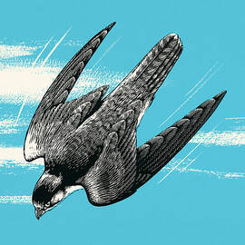 Bird in Flight by CSA Images