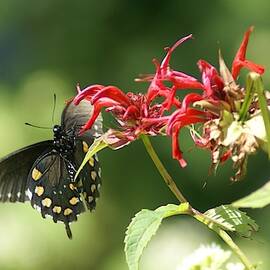 Black Beauty by Larry Kniskern