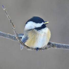 Black-capped Chickadee with Seed by Carmen Macuga