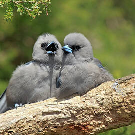 Black Faced Woodswallow Artamus Cinereus by Tier Und Naturfotografie J Und C Sohns