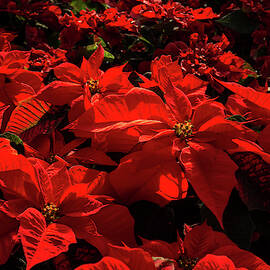 Blood Red Poinsettias Riot - Vivid Christmas Star Blooms by Georgia Mizuleva