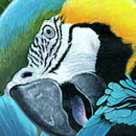 Blue & Yellow Macaws by Durwood Coffey