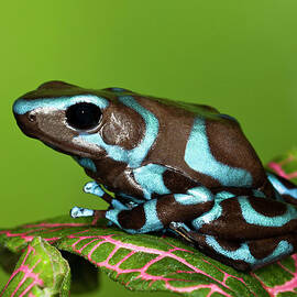 Blue And Black Dart Frog, Dendrobates by Adam Jones