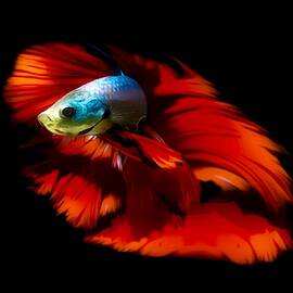 Blue Body Red Fin Betta Fish by Scott Wallace Digital Designs