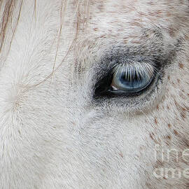 Blue Eye by Lisa Manifold