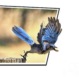 Blue Jay and Peanut Of of The Frame