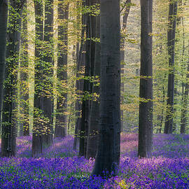 Bluebells 2022 by Adrian Popan