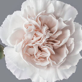 Carnation - Blush