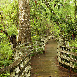 Boardwalk Through Swamp And Bald by Adam Jones