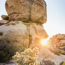 Boulder And Cholla Cactus At Sunset In Joshua Tree National Park At Dusk, California, Usa by Manuel Sulzer