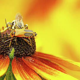 Boxelder Bug Climbs Over A Bee by Don Northup