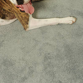 Boxer Dog Lying On Carpet, Overhead View by Dtp