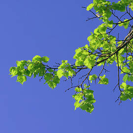 Branch Of A Lime Tree Tilia Spec by Martin Ruegner