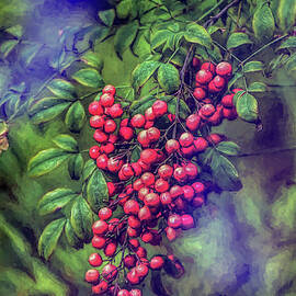 Bright Red Nandina Berries on Green Leaves Abstract Impression 3  by Linda Brody