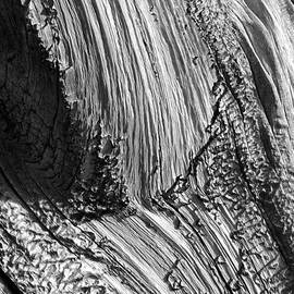 Bristlecone Pine Abstract In Monochrome by Douglas Taylor