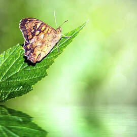 Brown butterfly insect on leaf with fresh water reflection by Gregory DUBUS