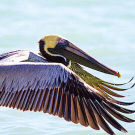 Brown Pelican by Mary Penny Johnson