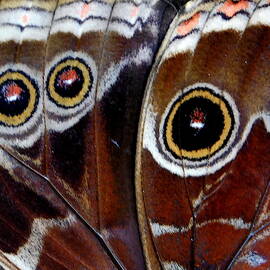 BUTTERFLY WINGS - Macro