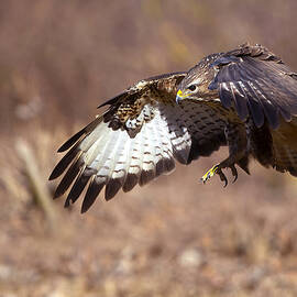Buzzard Attack by Marco Redaelli