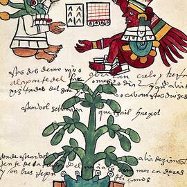 Cacao tree. Page 228 from the Tudela Codex. Written in 1553 with annotations in Castilian. by Album