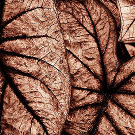 Caladium Leaves Curves and Lines by Paul W Faust - Impressions of Light