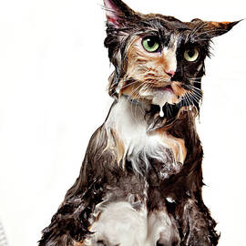 Calico Wet Cat Isolated by Debbismirnoff