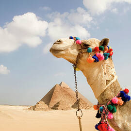 Camel In Desert With Pyramids Background by Grant Faint