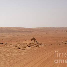 Camel in Oman desert