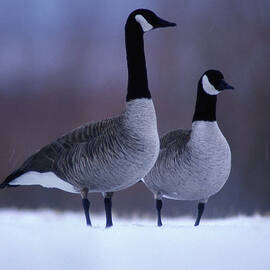 Canada Geese Branta Canadensis In Snow by Art Wolfe
