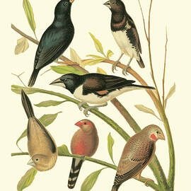 Canaries & Cage Birds I by Cassell