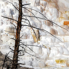 Canary Spring - Yellowstone National Park by Stephen Stookey