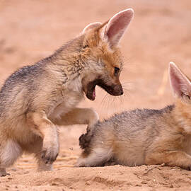 Cape Fox Cubs by Robert Pearce