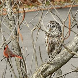 Cardinal vs. Owl