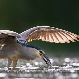 Catch Of The Day by Vicki Lai